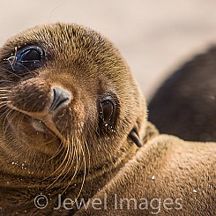 001 Galapagos Sea Lion 3317