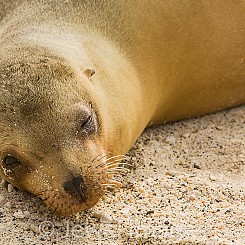 002 Galapagos Sea Lion 2351