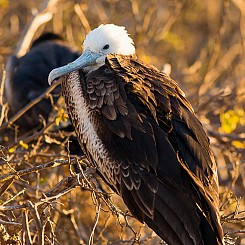 003 Magnificent Frigatebird 0609