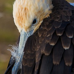 004 Great Frigatebird 0431