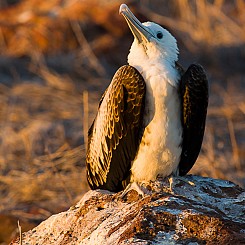 005 Great Frigatebird 0634