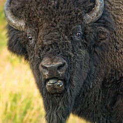 006 Buffalo Yellowstone NP