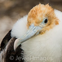 006 Great Frigatebird 1416