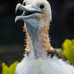 007 Great Frigatebird 1576