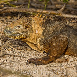 008 Land Iguana 3529