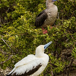009 Red footed Booby 4185