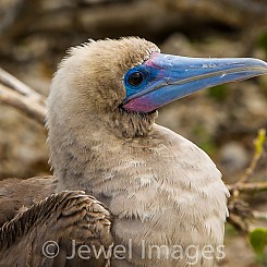 010 Red footed Booby 4174