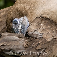 011 Red footed Booby 4440