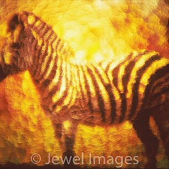 011 Zebra Through the Looking Glass Botswana