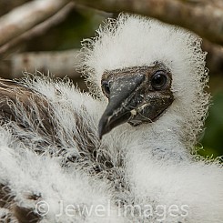 012 Red footed Booby 4218
