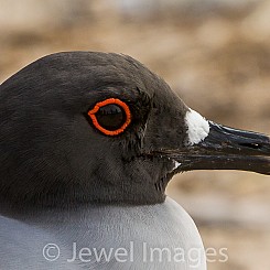 013 Swallow tailed Gull 2437