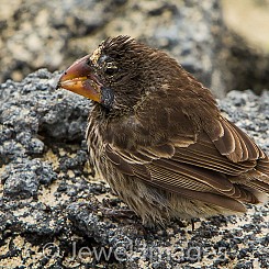 014 Medium Ground Finch 4372