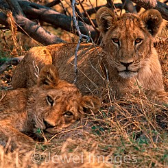 015 Lion Cubs Botswana