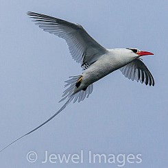 015 Red billed Tropicbird 2817