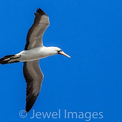 016 Nazca Booby 2846