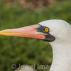 017 Nazca Booby 2473