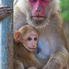 018 Monkey Love Thailand
