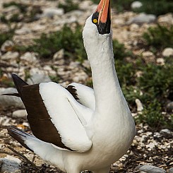 018 Nazca Booby 2485