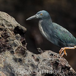 019 Lava Heron 2898