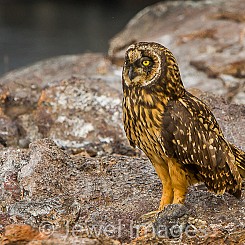 020 Short eared Owl 3034