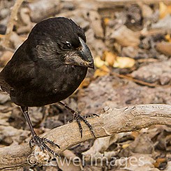 021 Large Ground Finch 3227