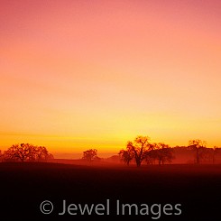 021 Sunrise with Oak Trees CA