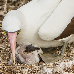 022 Nazca Booby 2973