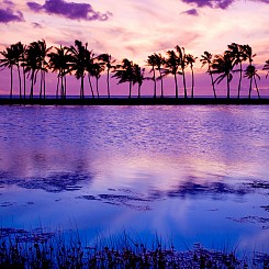 022 Palm Trees at Anaeho'omalu Bay II L004