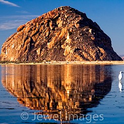 023 Egret in Morro Bay CA