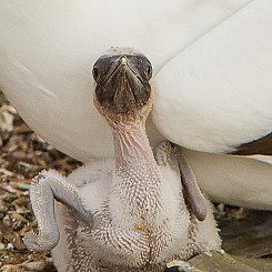 023 Nazca Booby 2981