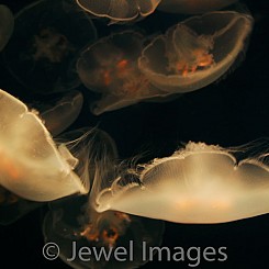 024 Jellies W015