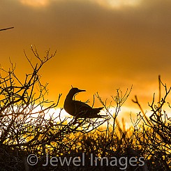 024 Red footed Booby 3506