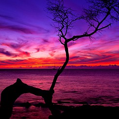 024 Sunset Silhouette L005
