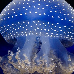 025 Mushroom Jellyfish W020