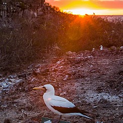 025 Nazca Booby 3562