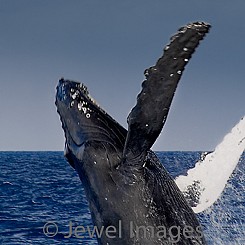 027 Humpback Whale Breach W005