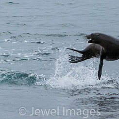 028 Galapagos Sea Lion 0147