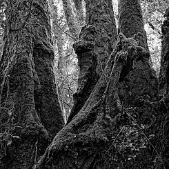 028 Tree Trunks Border Range NP Australia