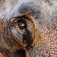 029 Elephant Eye Thailand