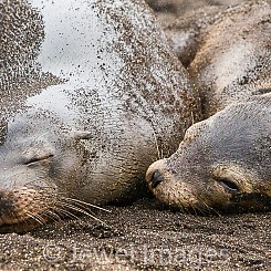 029 Galapagos Sea Lion 0178