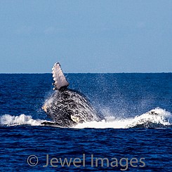 030 Belly Breach 3 W016