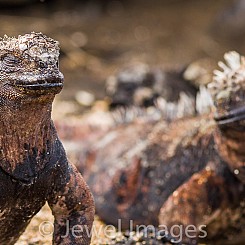 030 Marine Iguana 0270