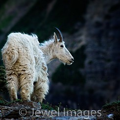 030 Mt Goat Glacier NP