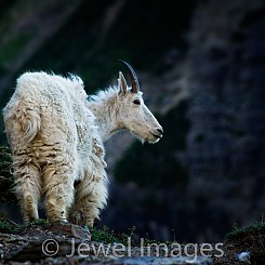 030 Mt Goat Glacier NP