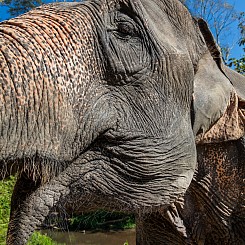 031 Elephant Greeting Thailand