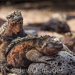 031 Marine Iguana 0283