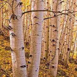 032 Aspen Trees Capitol Reef NP