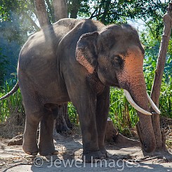 032 Elephant Dusting Thailand