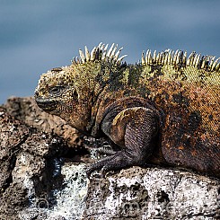 032 Marine Iguana 0342