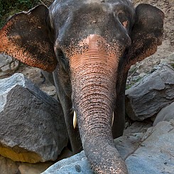033 Elephant Investigation Thailand